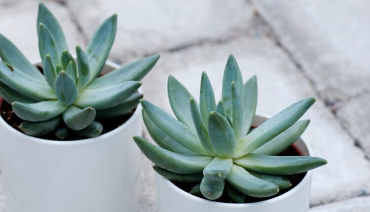 تمیز کردن گیاهان آپارتمانی