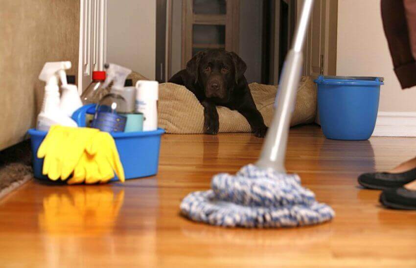 تمیز کردن خانه با سگ